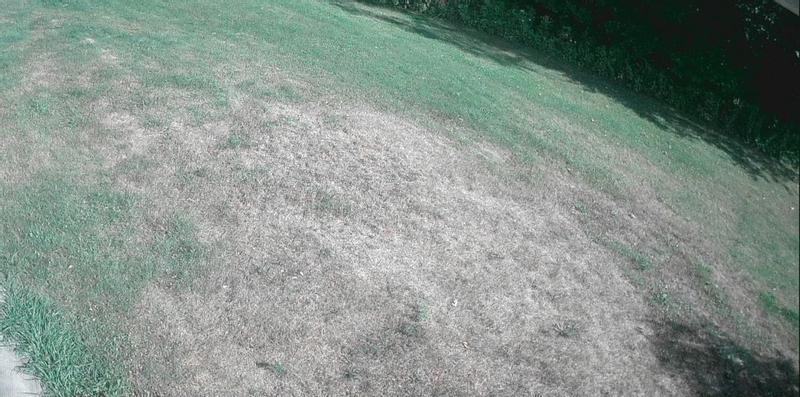 Brown areas are where I used this product.