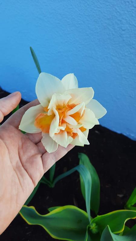 Photo - commentaire&nbsp;4.