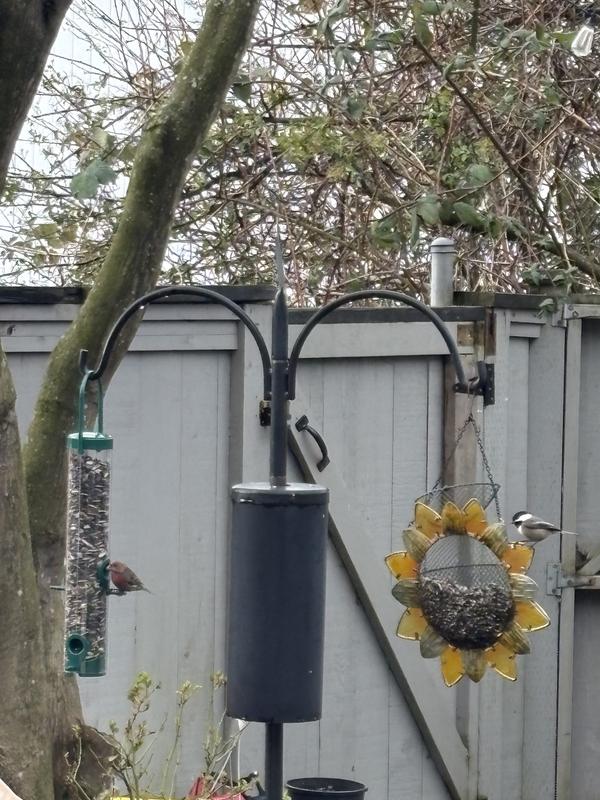 For the birds