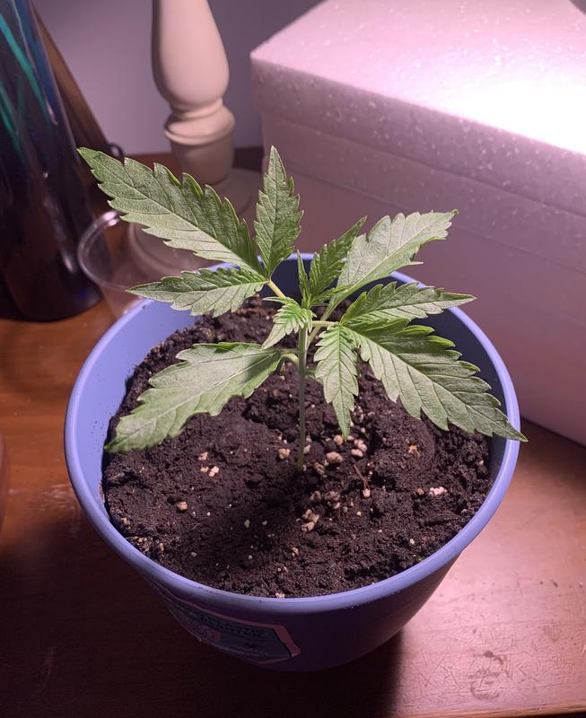 Plant loving this soil.