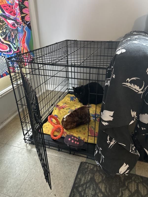 Even the cats love it!
