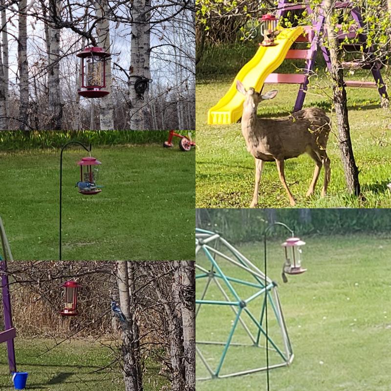 Bluejays, squirrel, and deer - the seed must be that good!