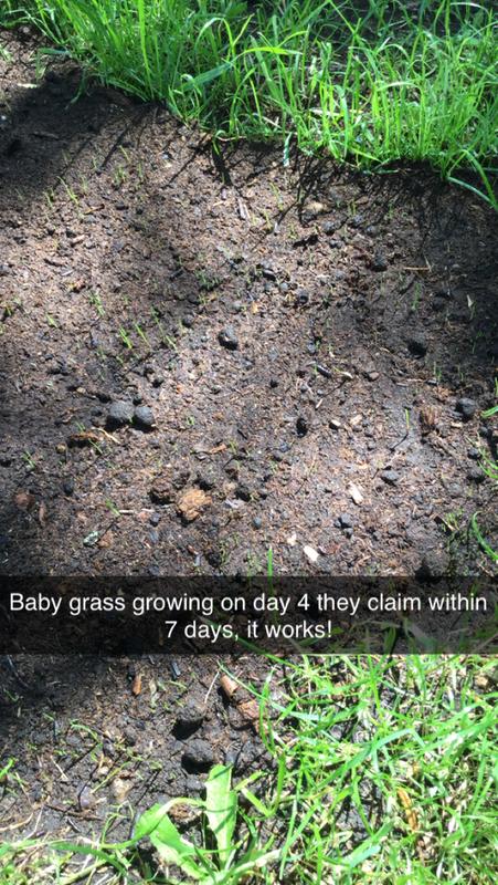 Grass within 4 days of seeding