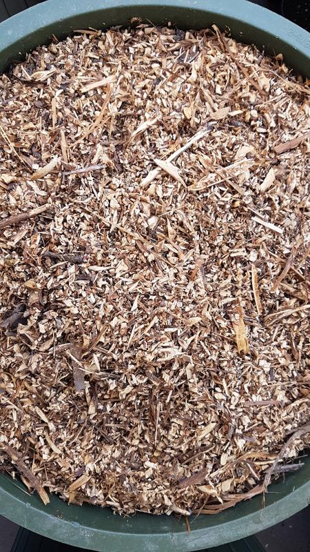 Kiwi up to 1 1/2 Inch