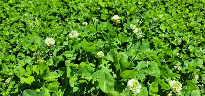 From last fall, now has white clover flowers