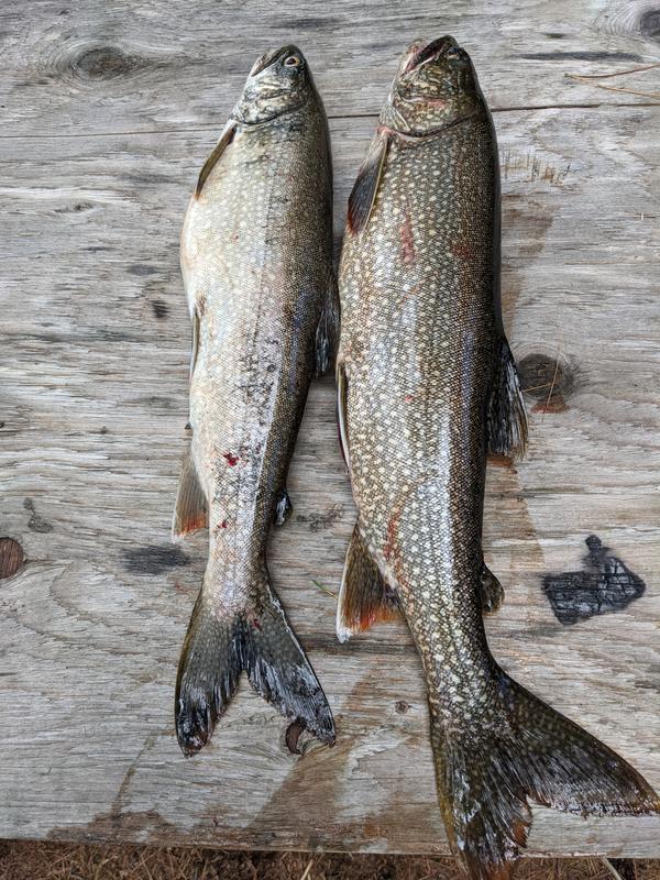 Caught these trout with my new Syclops lure