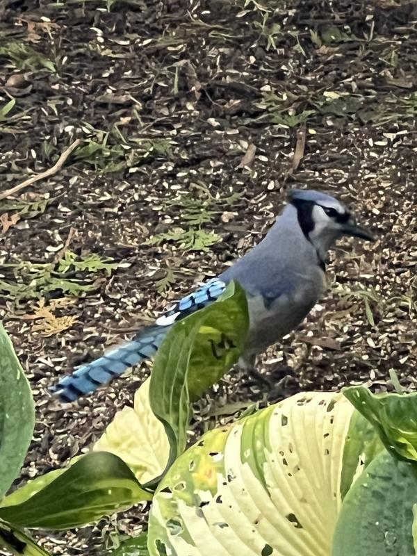 Photo - commentaire&nbsp;2.