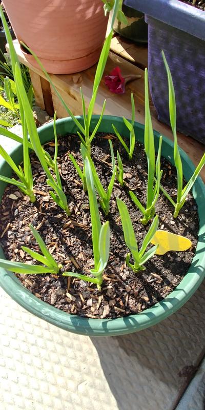 Garlic in a pot