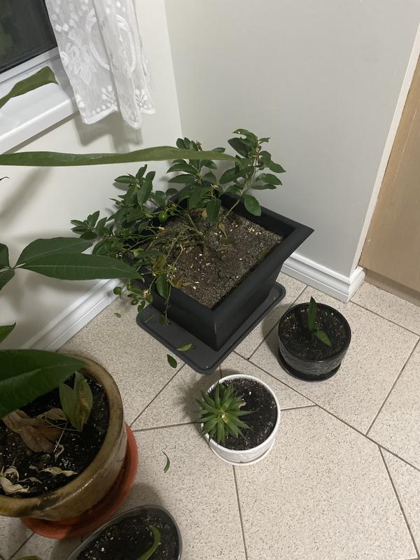 Photo - commentaire 1.