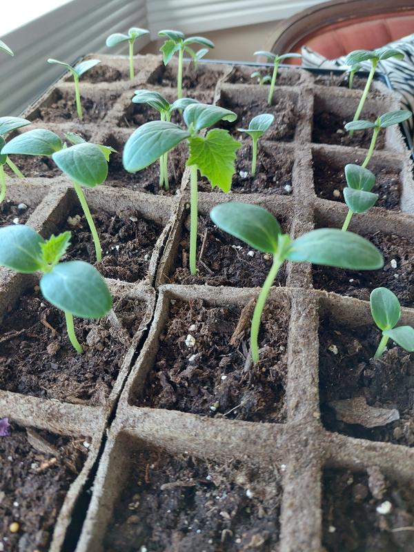 Photo - commentaire&nbsp;1.