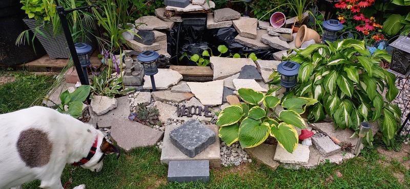 Perfect pond patch