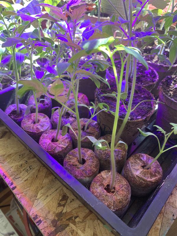 Photo - commentaire&nbsp;1.