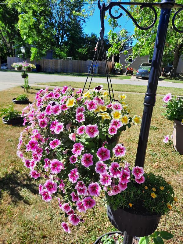Photos taken June 2021 of planters using GARDEN CLUB 3-IN1 MIX