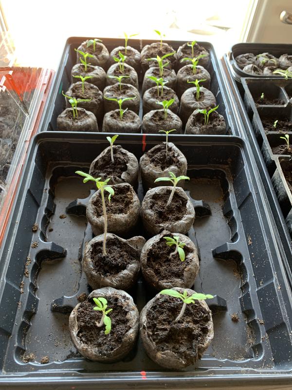 Photo - commentaire 7.