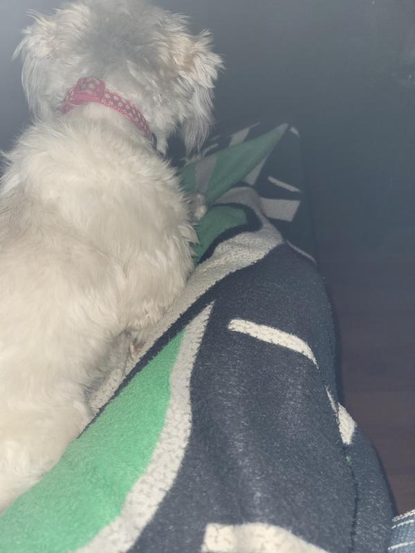 The dog likes it too