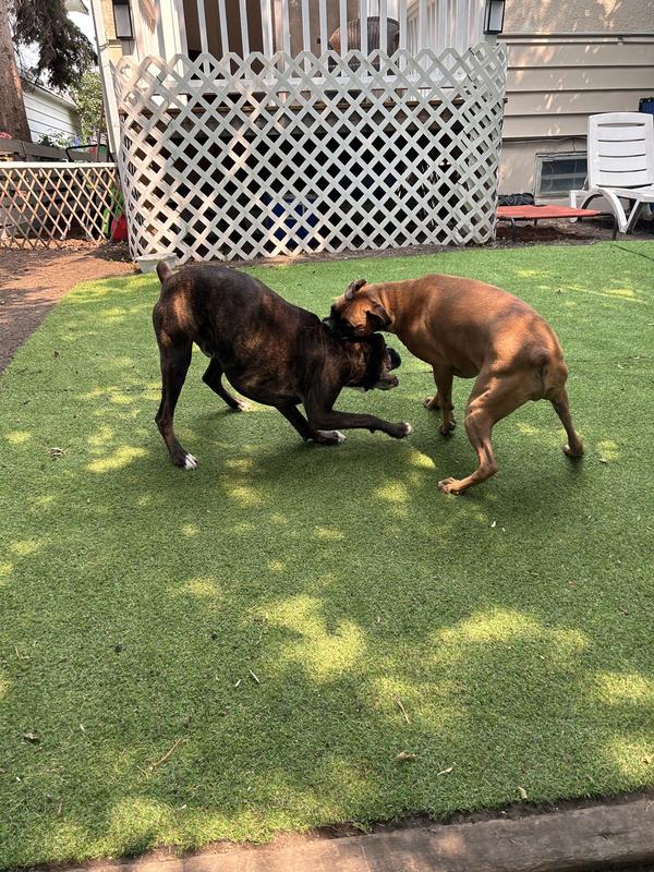 Happy dogs on the new turf