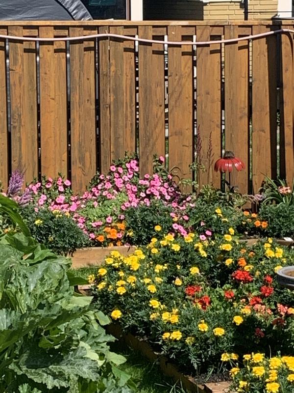 My back yard gardens courtesy of Miracle Grow Ultra Bloom
