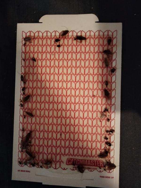 Photo - commentaire&nbsp;8.