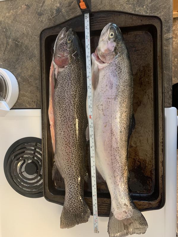 Caught on the octopus hooks