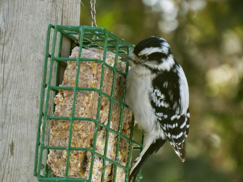 Female Woodpecker