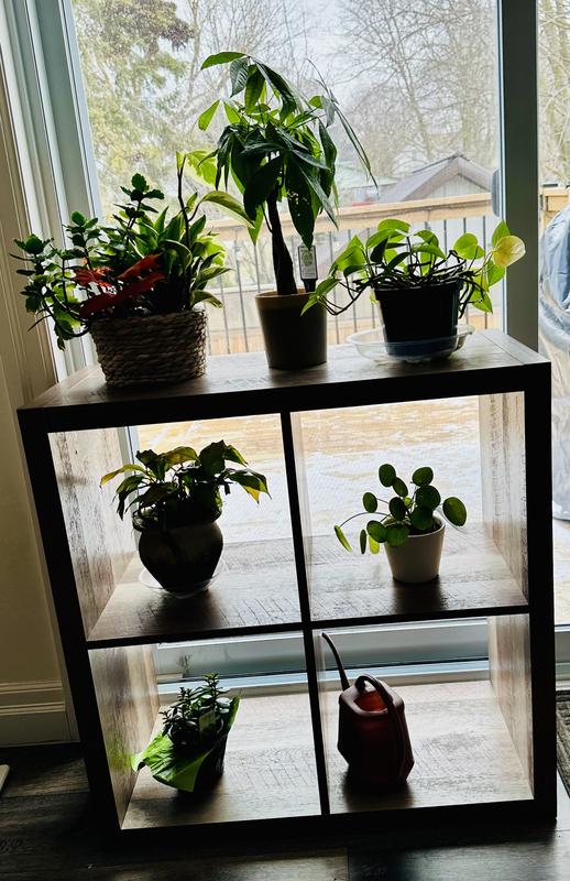 Plant stand