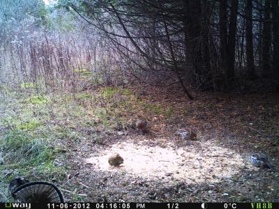 4 grouse, 1 squirrel