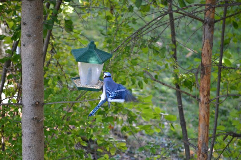Blue Jay