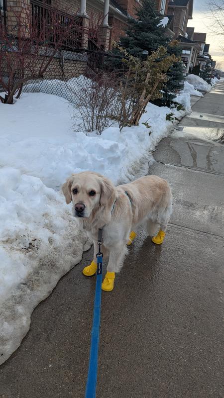 Petco Silicone Dog Boots, Waterproof , Large, Yellow