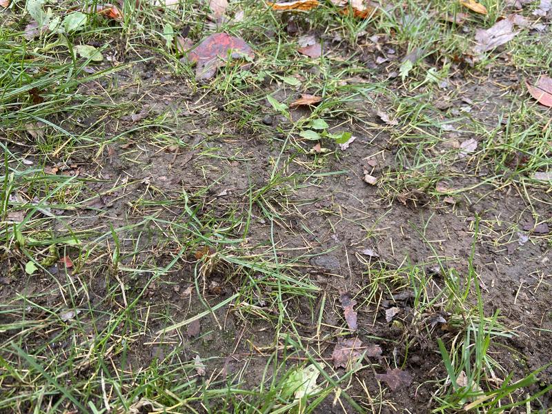 unspotted seed in sunny location