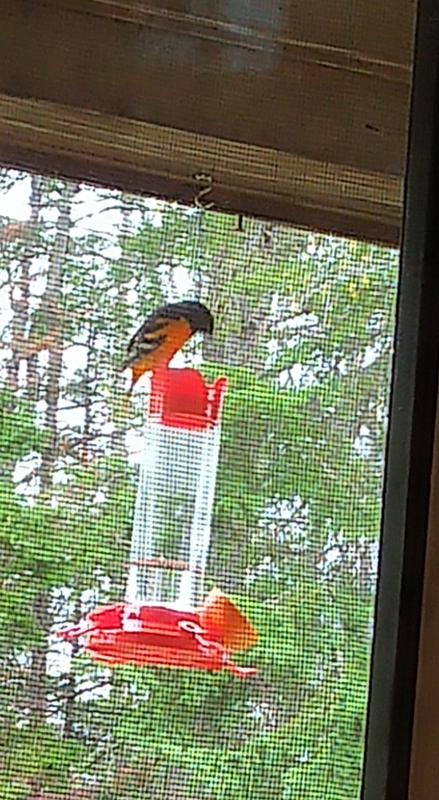 Hummingbirds loved it too!