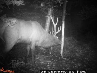 bull elk at blaze fountain