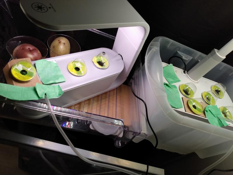 also making potato eyes