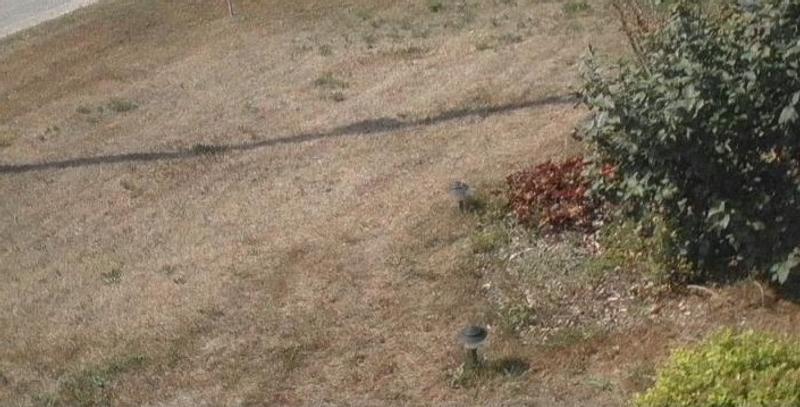 My front lawn in the summer sun, after using this product as top-dressing in late spring