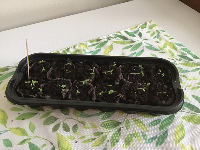 Photo - commentaire 2.