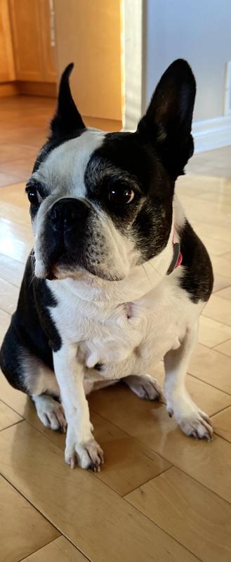 This collar is super durable as well.