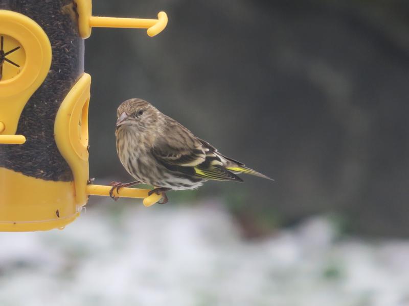 Pine Siskin
