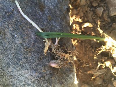 Weeds from underneath growing through barrier