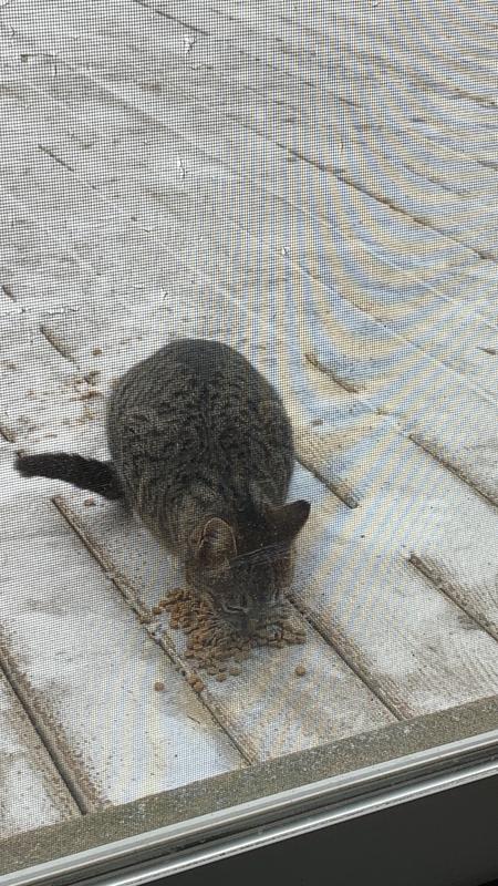 Attracted by food in order to rescue stray.
