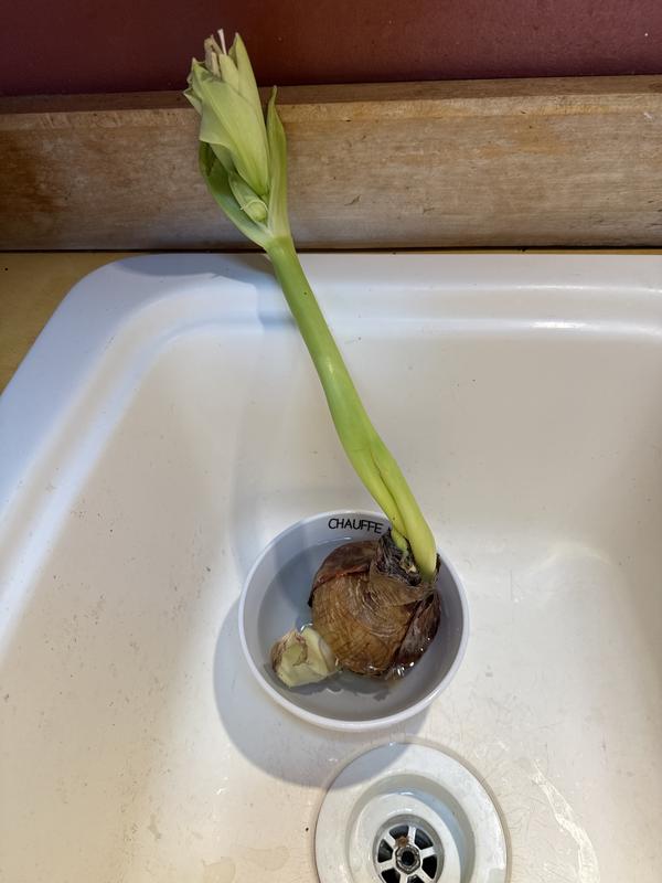 Growing well underway