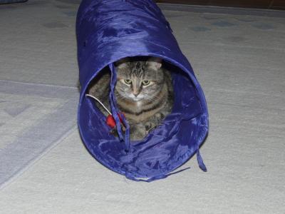 Life as an indoor kitty is pretty good.