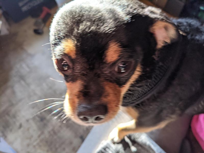 Was a rotweiller but I left him in the dryer too long