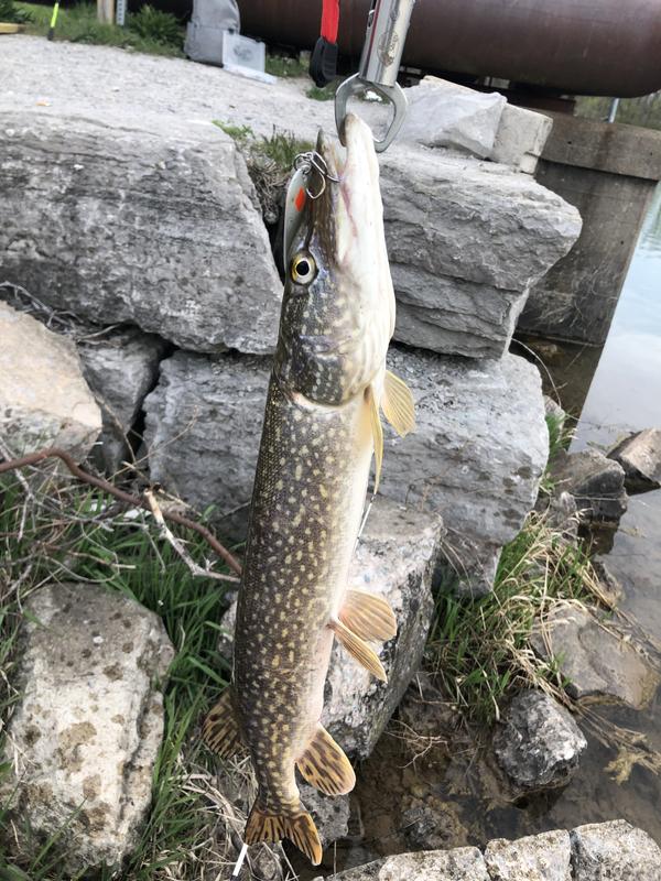 First pike on this lure
