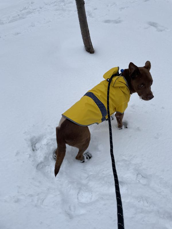 Petco Silicone Dog Boots, Waterproof , Large, Yellow