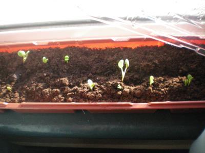 after less than 2 weeks