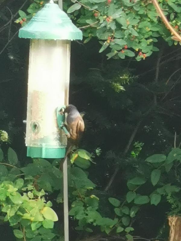 They figured out the fold down perch.  They use their tails to not slide off.