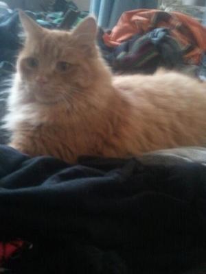 here is one of the reasons on why i love this product so much this cat "ZAZU" only weighs 6lbs but looks like15-20lbs because of his hair.