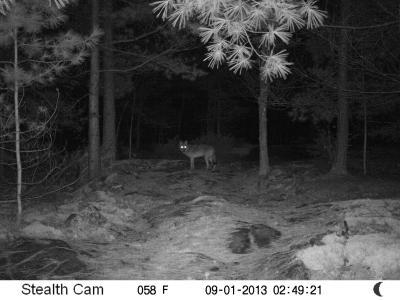 TrailCam Coyote
