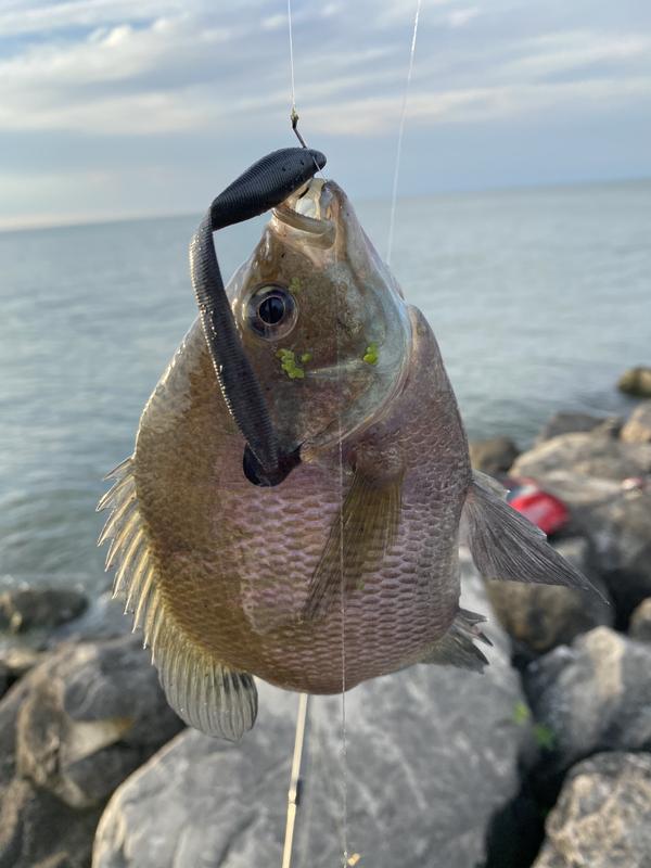 Photo - commentaire&nbsp;1.