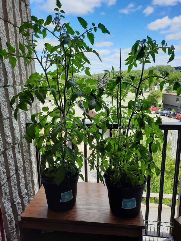 Tomatoes on my balcony in the ocean plastic planting pot