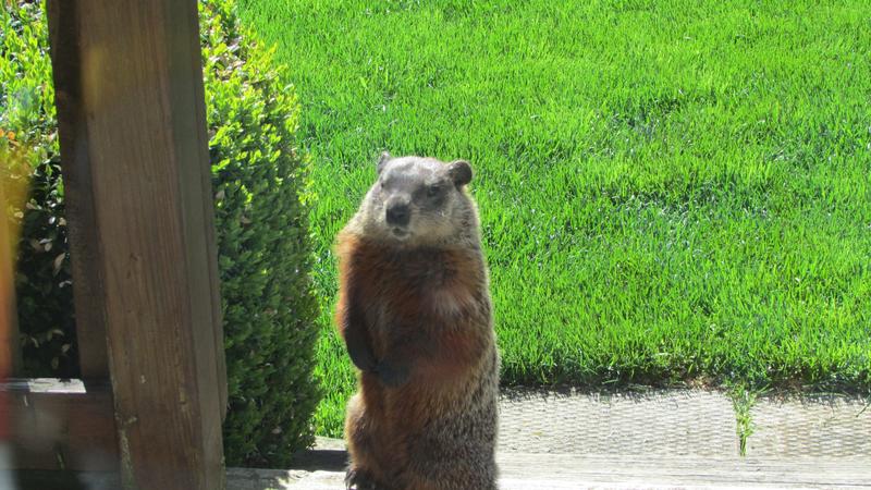 Wiley groundhog
